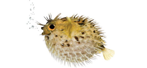 Puffer fish
